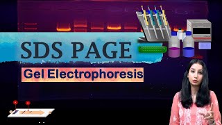 SDS PAGE I Polyacrylamide Gel Electrophoresis I Technique Complete Detail [upl. by Friedlander976]