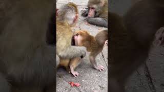 Good Monkey Awesome Monkey Wild Monkeys Outdoors Interesting Animal Behaviors Top Animal 53 [upl. by Ditmore]