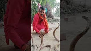 बाबा रविवार की छुट्टी देखिए ये तीनों cobra के साथ मना रहे हैं l snake [upl. by Emirej]