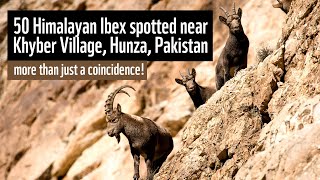 50 Himalayan Ibex spotted near Khyber Village Hunza Pakistan [upl. by Ahsinrac]