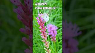 리아트리스Liatris 꽃말은 고집쟁이리아트리스고집쟁이 [upl. by Gallager956]