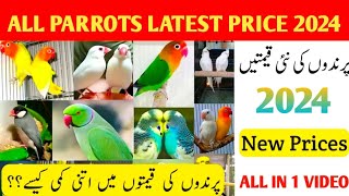 Parrots Latest Prices In August 2024  Parrots Price in Pakistan  New Update 782024 [upl. by Luemas]