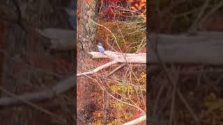 Belted Kingfisher is ready to get some fish bird kingfisher wildlife nature [upl. by Zadoc379]