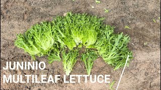 Fairbanks Seeds  Multileaf lettuce Juninio [upl. by Aniham137]