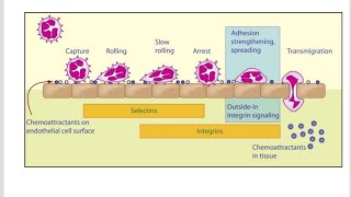 Endothelial  Leukocyte Adhesion Molecules  E selectins P Selectins L selectins [upl. by Eulalia]