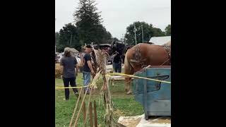 New Centerville Farmers And Thresherman’s Jubilee 2022 Horse Powered Wheat Threshing [upl. by Eirehc796]