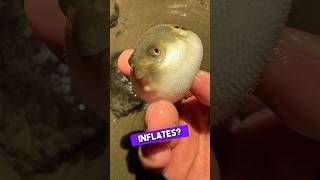 Guy Holds a Pufferfish to Hear the Cute Sound 😻 [upl. by Rapsac]