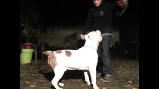 XXL AMERICAN BULLY 13 MONTHS [upl. by Yssac916]