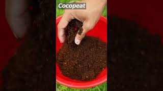 🌿How to grow papaya trees easy method of growing papaya tree [upl. by Cahilly]