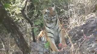 Elephant Trek to Tigers Bandhavgarh India [upl. by Cleres]