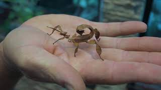 Stick Insects as pets  Responsible pet care guide [upl. by Ellesig943]