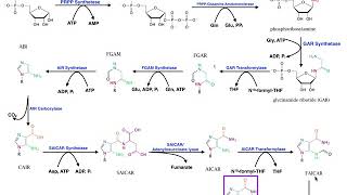 Nucleotide Metabolism  Purine Biosynthesis 1 Up to IMP [upl. by Animsaj793]