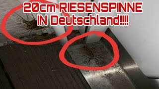 20 cm RIESENSPINNE ERSTMALS IN DEUTSCHLAND WOW [upl. by Billie]