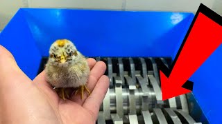 CUTE BABY CHICKEN VS SHREDDER EXPERIMENT [upl. by Nahtanoj773]