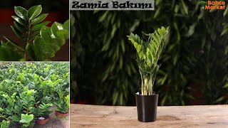 Zamia Sonsuzluk Bitkisinin Bakımı Zamioculcas plant care  BAHÇE MARKET ÇİÇEK BAKIMI [upl. by Kelcey988]