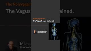 The Vagus Nerve Explained  Polyvagal Theory  Michael Westgate [upl. by Agneta]