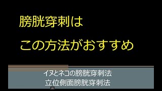 犬と猫のお勧め採尿方法はこれ。立っている状態で、横から針を刺す、立位側面膀胱穿刺法 [upl. by Youngran]