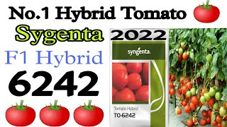 Sygenta TO 6242 Hybrid Tomato No 1 tomato 🍅 In India टमाटर 6242 उन्नतशील बीज। 6242Sygentatomato [upl. by Lotsirb843]