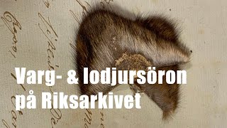 Varg och lodjursöron på Riksarkivet  Jag upptäcker en del av Sveriges historia [upl. by Hteb]