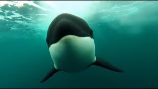 10 Hours Orca Killer Whales Chasing  Video amp Whalesong 1080HD SlowTV [upl. by Nikita]