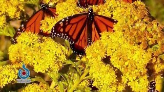 Prairie Yard amp Garden Monarchs and the Plants They Love [upl. by Kalvin380]