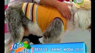 Desfile de moda canina [upl. by Annert]