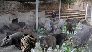 Jhony helps the sows breed garden and grow more vegetables and fruits [upl. by Fifine425]