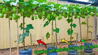 Tips for growing chayote in plastic containers producing many fruits without care [upl. by Lalage]