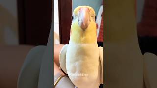 Adorable Cockatiel Singing Cookie 🍪 Song 🎵 😍 birdsinging [upl. by Eelrak]