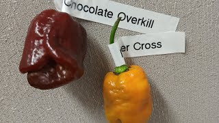 Hottest Peppers in the World 🔥 Chocolate Overkill vs Reaper Cross [upl. by Masuh242]