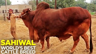 Sahiwal  Heaviest Bulls  Worlds Best Cattle Breed  Decent Cattle Farm [upl. by Tchao]