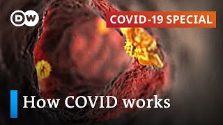 How does coronavirus attack your body  COVID19 Special [upl. by Skye]