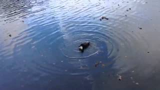 One legged ducks DO swim in circles [upl. by Marcellina]