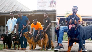 A visit to the Biggest and Finest Dog Kennel in Volta Region Ghana  Yazo Kennel [upl. by Liebowitz719]