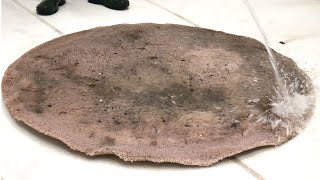 I Cleaned A Incredible Dirty MoldInfested Pink Rug ASMR [upl. by Wesle304]