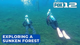 Exploring the ancient sunken forest of Clear Lake in Oregon [upl. by Uhthna]