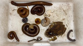 One Giant Toad and One Centipede with Lot of Giant Millipedes Captured in Wet Area insects [upl. by Rednael]