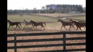 Dominance in the Natural Horse Herd [upl. by Mossolb266]