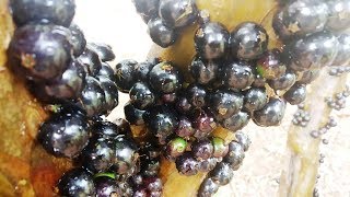 COMO COMER JABUTICABA [upl. by Ateekahs409]