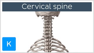 Cervical spine  Anatomy Diagram amp Definition  Human Anatomy  Kenhub [upl. by Aber]