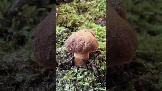 hasenröhrling gyroporus pilze sammeln wald schwammerl natur juli 2024 fungi foraging [upl. by Orban]