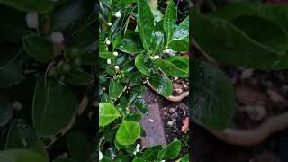 Growing a ColdHardy Calamondin Orange Tree 6Month Progress Update [upl. by Franckot]