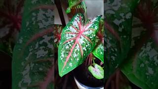 Indoor plants decoration রুমের ভিতর গাছের আইডিয়া nature gardening houseplants viralvideo viral [upl. by Cimah]