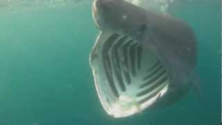 Basking Sharks Cornwall [upl. by Birk]