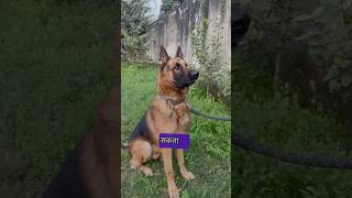 German Shepherd 238 PSI Vs Pitbull 250 PSI Bite 💥 pitbull germanshepherd fight doglover shorts [upl. by Ijnek271]