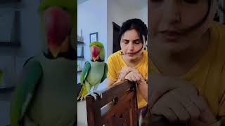 shots babyparrotកូនសេក parrot birds [upl. by Callista]