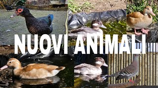 NUOVI ANIMALI nella VOLIERA [upl. by Prud191]