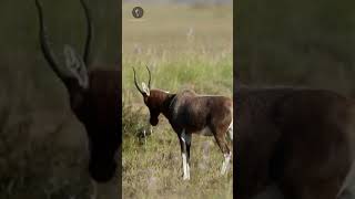 Blesbok africa savana antilope [upl. by Silloc477]