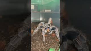 Aphonopelma Seemanni feeding time Our gorgeous girl FANG tarantula tarantulafeeding aphonopelma [upl. by Teuton]