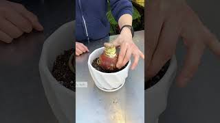 How to Plant Amaryllis Bulbs in 7 Easy Steps [upl. by Dnomsad]